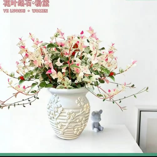 花叶络石粉精灵盆栽室内彩叶缤纷桌面绿植