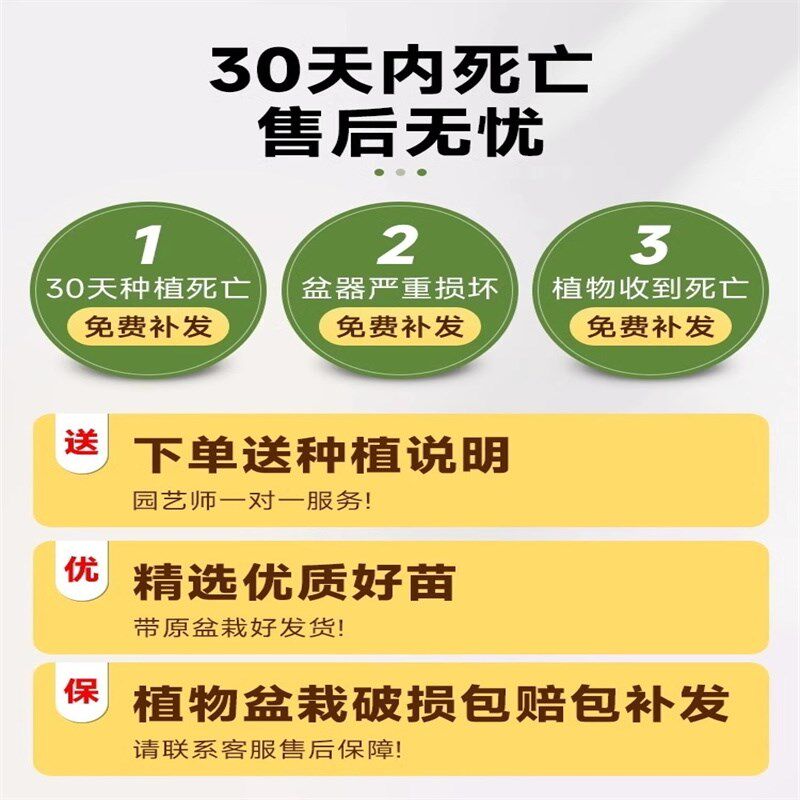 鸭脚木客厅大盆栽八方来财鸭掌木花卉办公室内大型七叶莲发财树