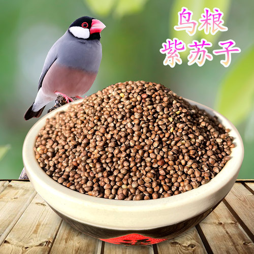 炫料紫苏子芙蓉鸟粮饲料珍珠鸟文鸟玉鸟百灵鸟食软苏子金青营养粮