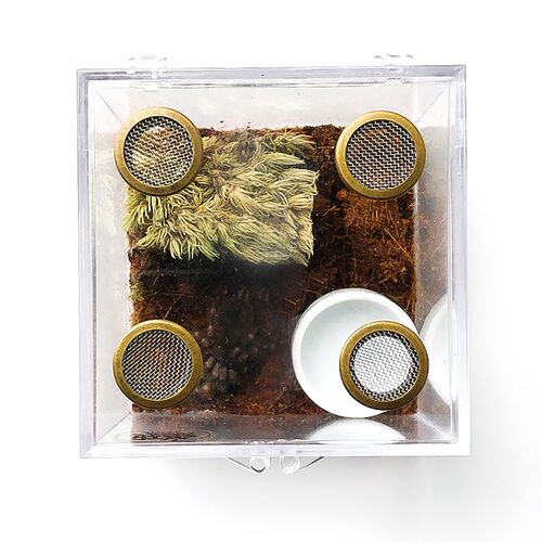 宠物捕鸟蛛饲养盒跳蛛亚克力高透通风地栖树栖桌面摆景观爬虫蜘蛛