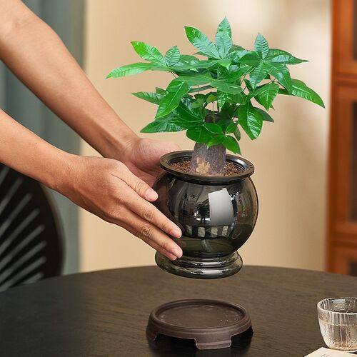 发财树水培植物盆栽室内阳台净化空气绿植花卉客厅桌面四季好养花