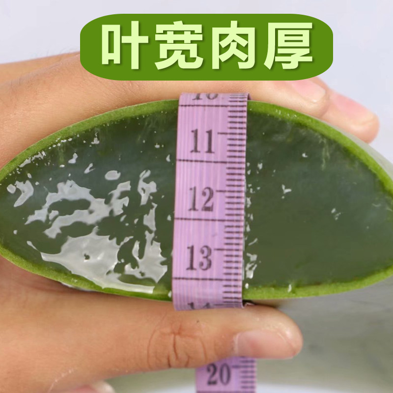库拉索芦荟盆栽植物美容可食用灌肤专用新鲜绿植叶片肉厚补水包邮