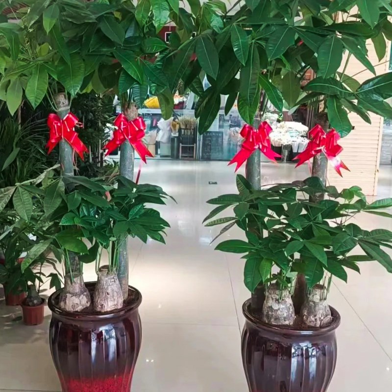 开业店铺门口盆栽树上的装饰摆件礼物丝带彩带彩条拉花店气氛布置