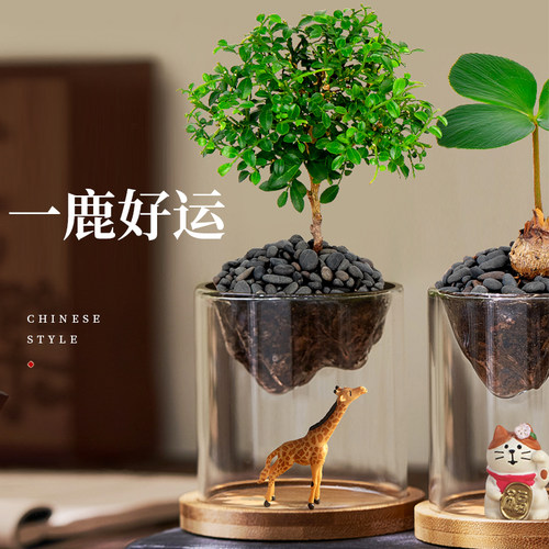 罗汉松绿植小盆栽办公室内桌面创意金钱菖蒲植物懒人四季好养易活