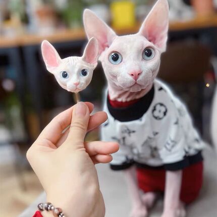狗猫咪生日宠物蛋糕三文鱼鸡肉纯肉送头像 泰迪柯基比熊喵汪厨房