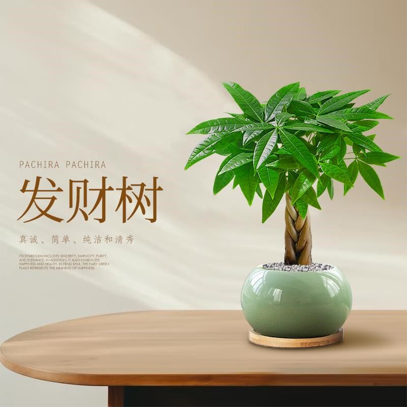 五福发财树小盆栽室内客厅绿植物办公室桌面盆景招财树四季好养