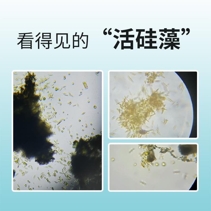 硅藻种水产养殖专用小球藻肥水膏鱼虾蟹塘水质稳定剂调水肥水培藻