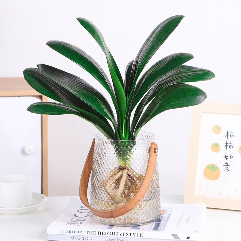 精品君子兰盆栽水培植物带花苞室内桌面名贵花卉四季好养多肉绿植图片