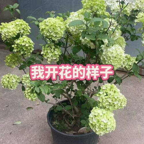 中华木绣球树苗大花斗球苗木本绣球绣球树苗庭院地栽盆栽绣球花苗