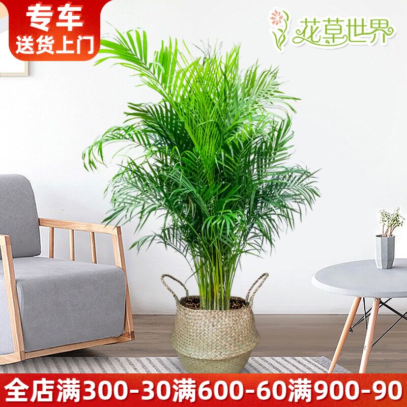散尾葵盆栽凤尾竹富贵椰子植物