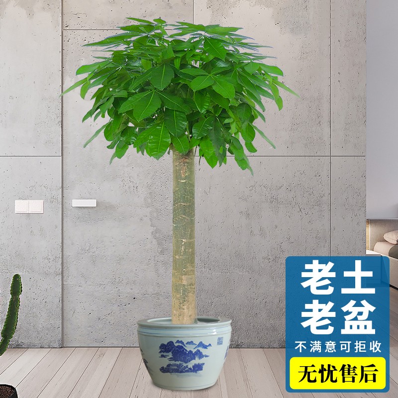 独杆发财树大型室内盆栽绿植办公室客厅落地植物大棵乔迁花卉北京