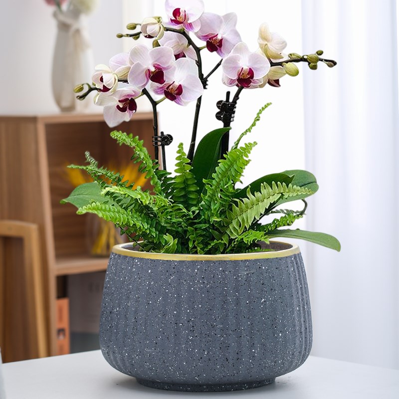 蝴蝶兰陶瓷花盆家用室内客厅阳台蝴蝶兰花盆兰花矮款特大口径包邮