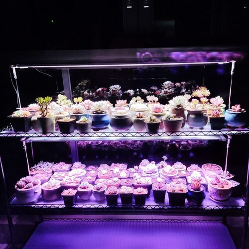 贵翔光配方LED全光谱仿太阳光植物补光灯多肉上色防徒长绿植花卉
