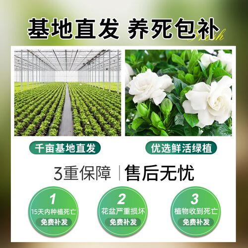 栀子花桌面植物绿萝箩盆栽发财树绿植花卉办公室水培多肉好养易活