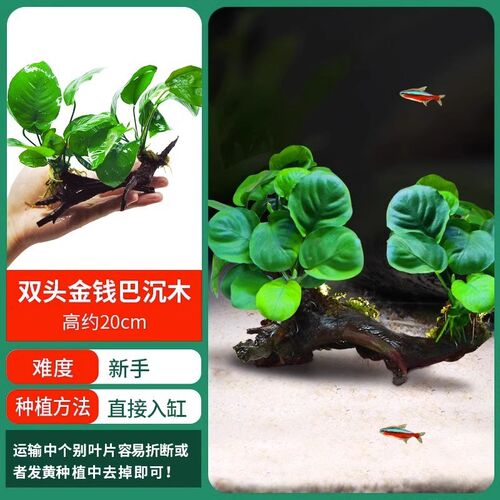 水草植物鱼缸真草冬季阴性蜈蚣草水培和鱼共养装饰摆件全套造景