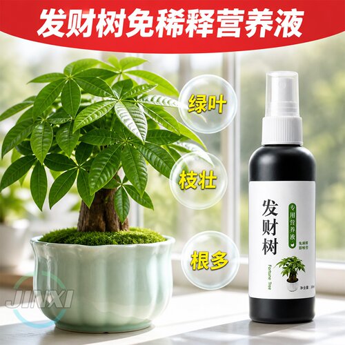 叶子发黄掉叶室内盆栽水培植物