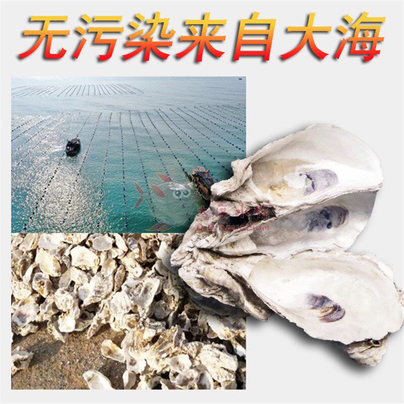 蚝壳滤材鱼池专用锦鲤池牡蛎壳生蚝壳鱼缸贝壳污水过滤材料海蛎壳