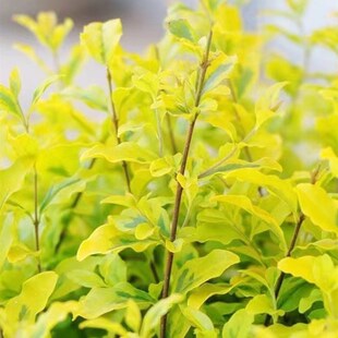 亮晶(金叶)女贞小树苗球塔棒棒糖造型阳台庭院花境植物四季常青