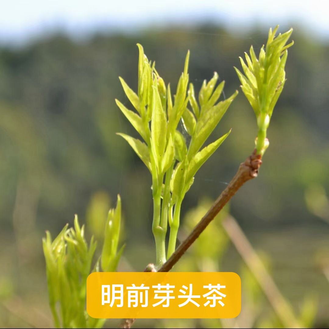 2026明前芽头张家界野生特级莓茶