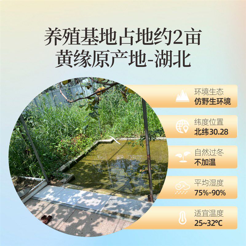 黄缘龟幼龟安缘龟苗闭壳观赏宠物乌龟活体半水龟皖南血红圆体高背