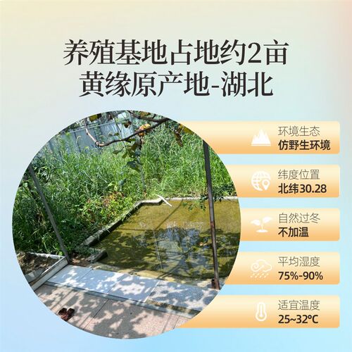 黄缘龟幼龟安缘龟苗闭壳观赏宠物乌龟活体半水龟皖南血红圆体高背