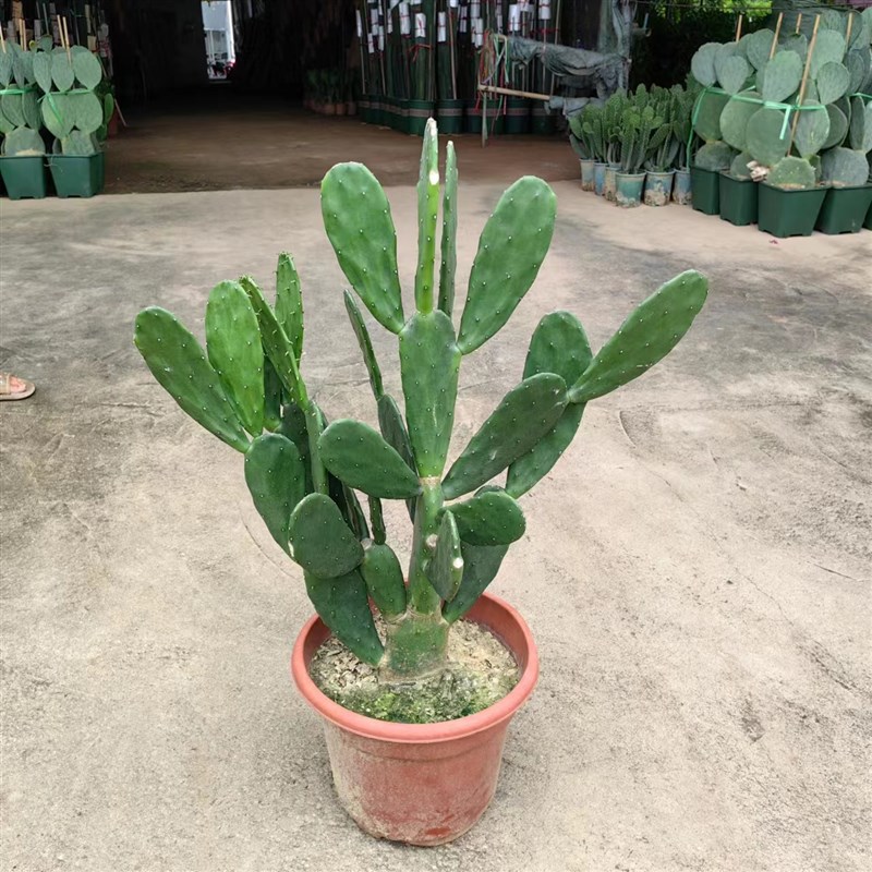 米邦塔仙人掌多肉植物盆栽开花仙人掌科绿植耐热耐寒耐晒好养