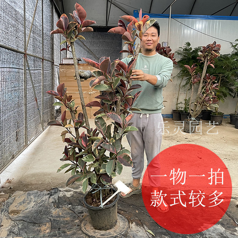 黑金刚橡皮树大盆栽客厅造型大叶绿植飘枝网红室内办公室一物一拍