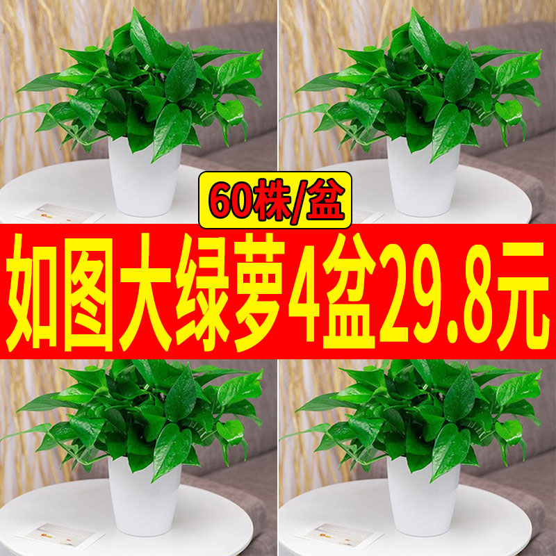 绿萝盆栽室内植物垂吊大盆绿植花卉大叶长藤客厅恐龙蛋花盆绿箩