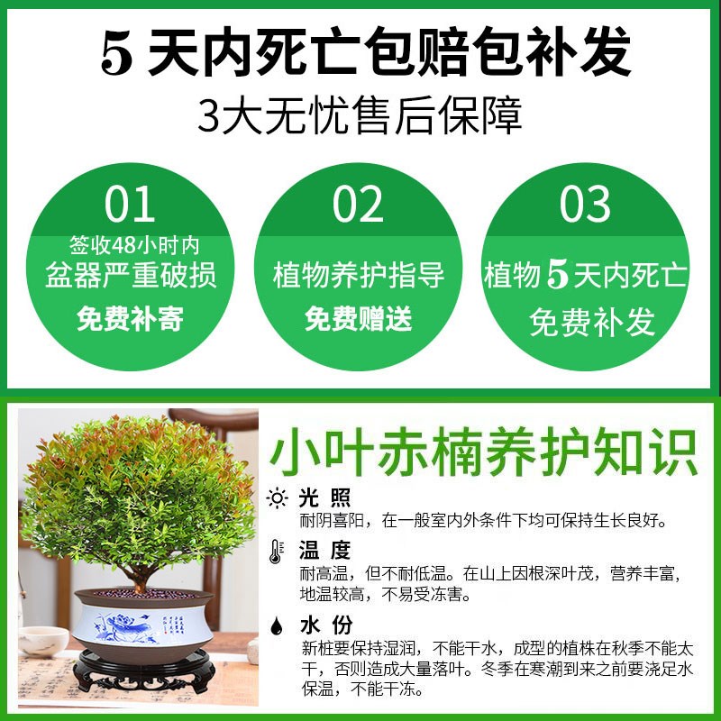 金丝楠木小叶赤楠盆景老桩盆栽苗花卉办公室内桌面小绿植好养四季