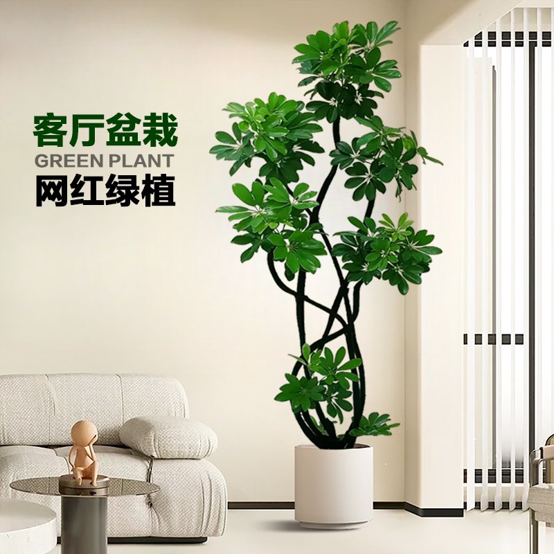 造型鸭脚木客厅大盆栽鸭掌木鹅掌柴室内落地式大型四季常青绿植物