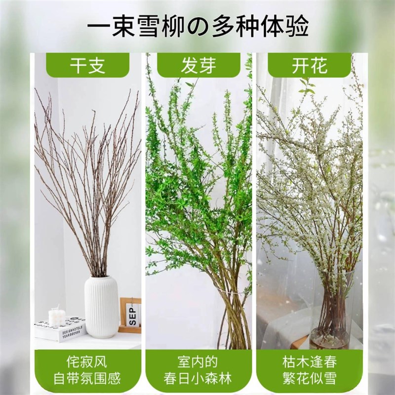 重瓣雪柳干枝支鲜枝水养插花水培植物鲜花卉室内盆栽绿植龙柳好活
