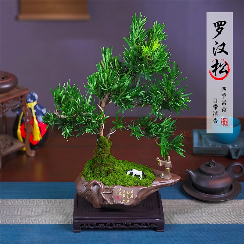 造型罗汉松盆栽花卉塔松室内客厅盆景绿植办公室桌面植物开业乔迁