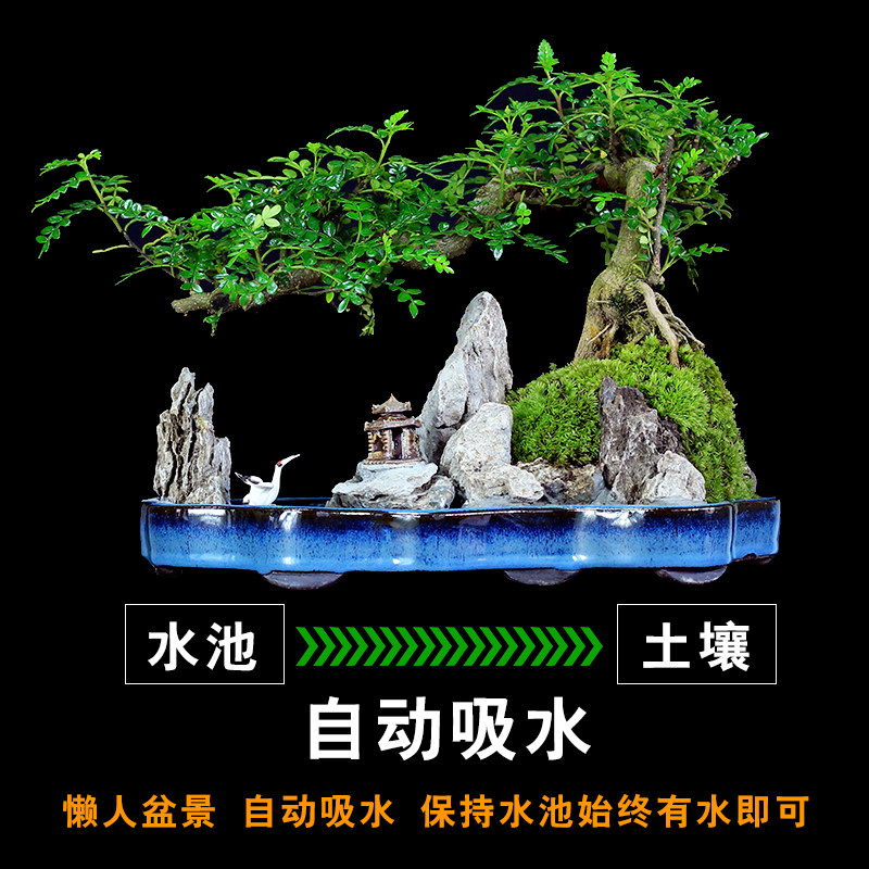 小叶榆树盆景老桩造型山水盆景假山植物室内四季常青客厅绿植盆栽