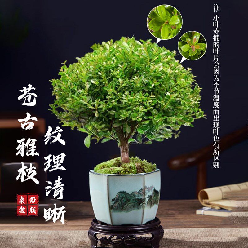 小叶赤楠老桩苗紫檀微景观水培办公室四季好养金丝楠木小绿植桌面