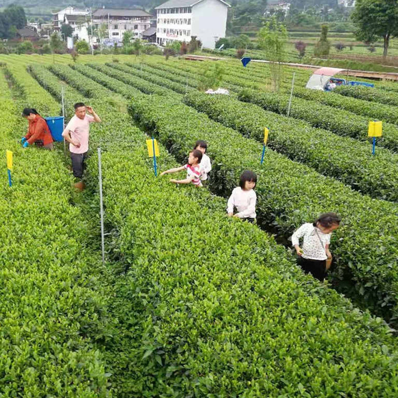 诱虫板 杀蚜虫粉虱除小飞虫蓟马粘虫板 杀虫 性诱剂