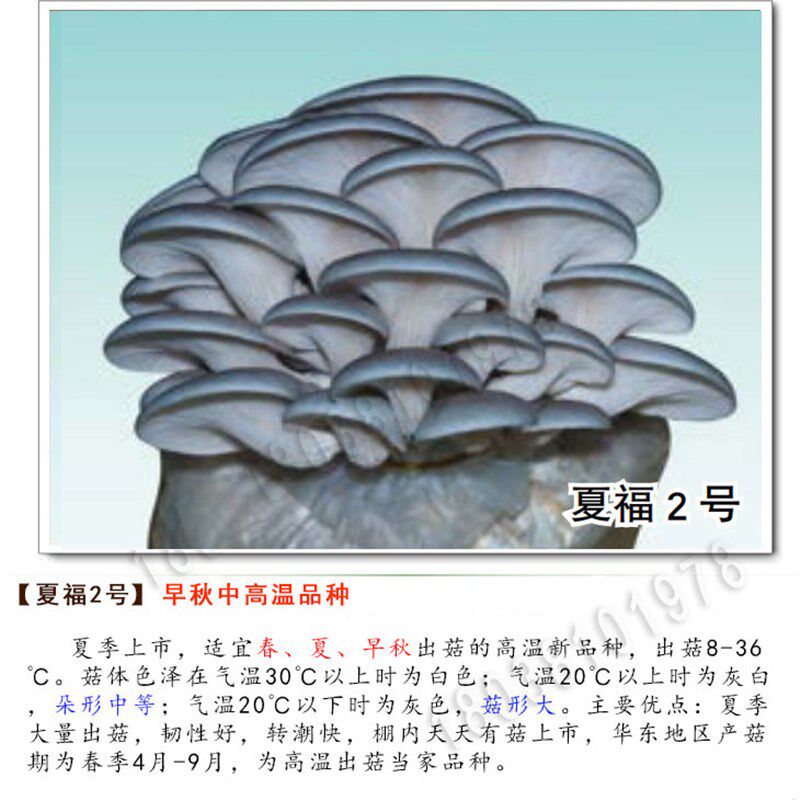 夏灰1号 夏福2号 平菇菌种原种栽培种母种 枝条 二级三级种 麦粒