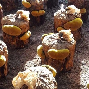 桑黄菌种菌包菌棒室内阳台四季菌菇蘑菇种植包植物盆栽大棚栽培种