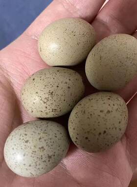 芦丁鸡食用蛋当日新鲜现捡小鸡蛋纯谷物喂养宝宝辅食老人孕妇营养