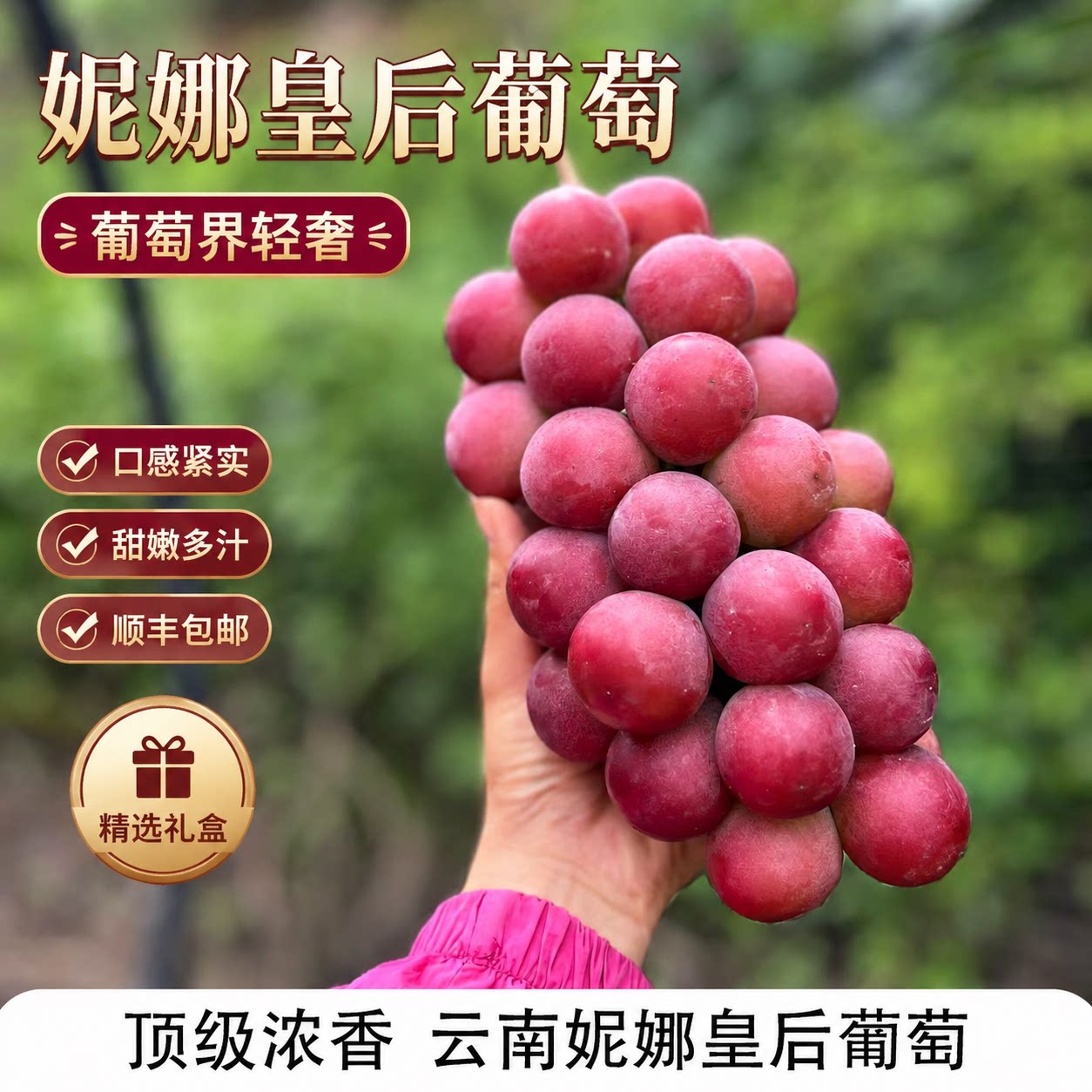 正宗云南妮娜皇后葡萄顺丰包邮