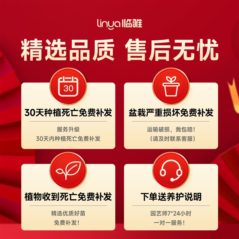 金桔树盆栽带果年桔可食用橘子树苗四季新年绿植物室内客厅年宵花
