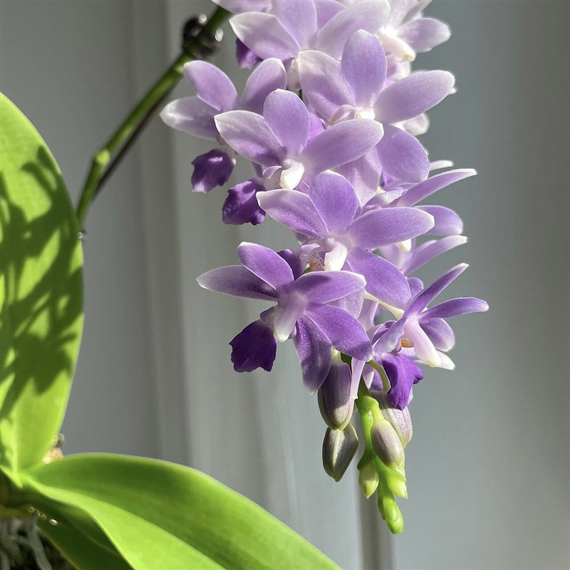 蓝星蝴蝶兰3.5杯精品苗带花箭花牌夏花品种正品洋兰花卉