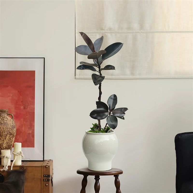 黑金刚橡皮树盆栽办公室中古气质玄关桌面植物电视柜旁绿植好养活图片