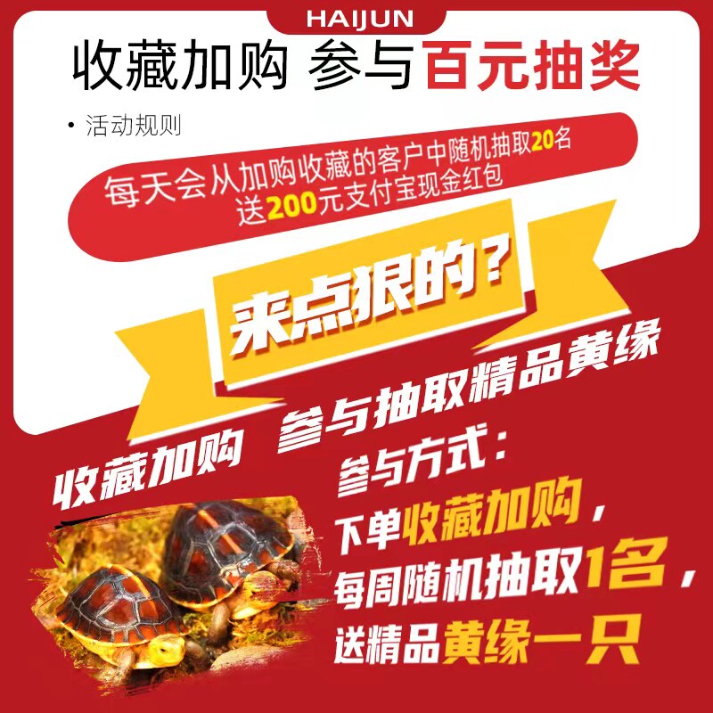 黄缘龟幼龟安缘龟苗闭壳观赏宠物乌龟活体小青龟黄喉水龟金钱龟粮