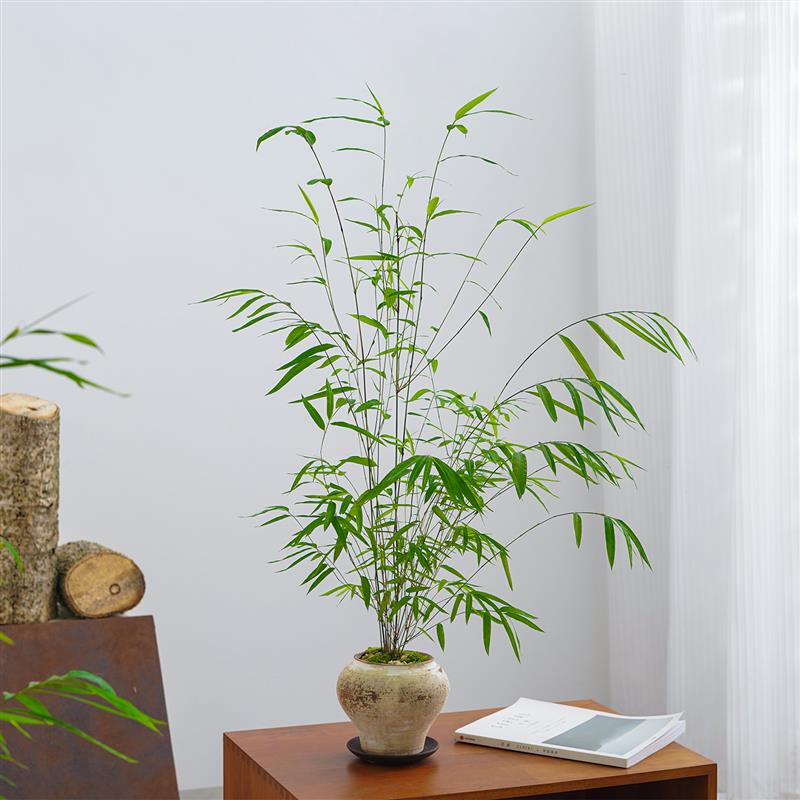 内门竹盆栽室内客厅桌面精品植物好养活四季常绿情绪花卉绿植盆景