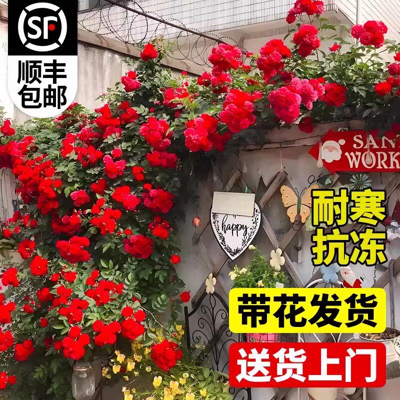 红木香花苗爬藤植物蔷薇黄白木香花树苗庭院大苗盆栽花卉四季开花