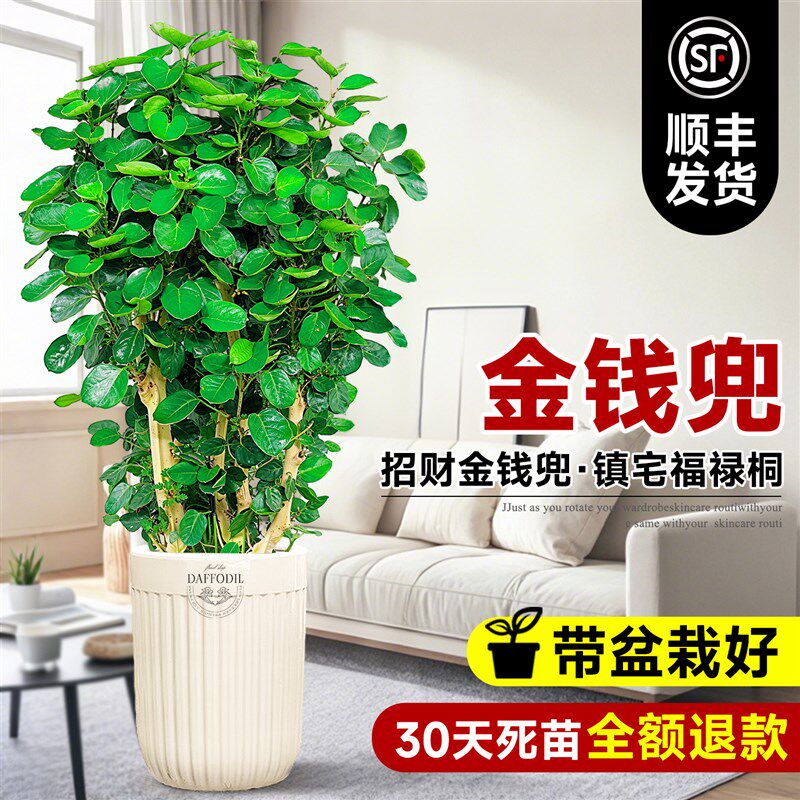 金钱兜金钱树发财树大型绿植室内客厅办公推荐盆栽圆叶落地福禄桐
