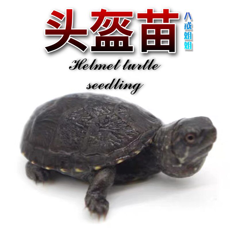 八戒姐姐头盔龟苗活物蛋龟乌龟深水龟泥龟外塘观赏龟宠物龟活体