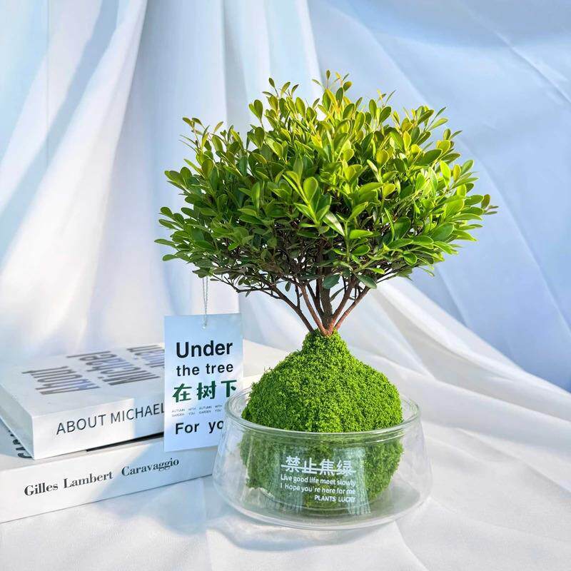 小叶赤楠水培植物盆景客厅懒人花卉绿植室外好养耐活盆栽办公室内