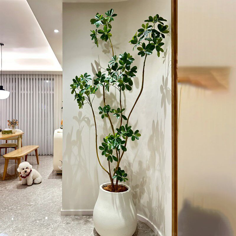 鸭脚木客厅大盆栽鸭掌木鹅掌柴室内落地式大型八方来财树乔迁植物