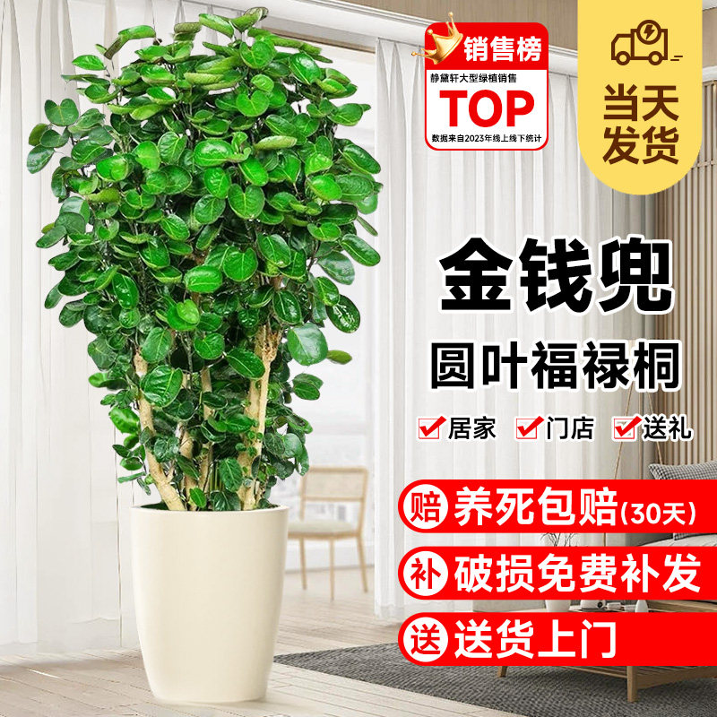 金钱兜发财树大型绿植客厅室内盆栽金钱树圆叶福禄桐落地植物真花